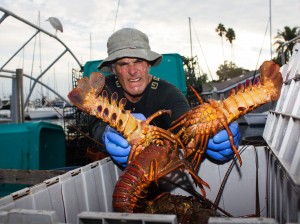 Charlie Kunzel transfers lobsters to a shipping container at the Santa Barbara Harbor.