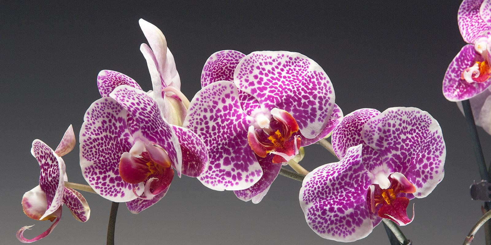 Орхидея Phalaenopsis Kellion